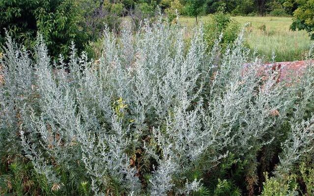 Wormwood decoction helps enlarge the penis